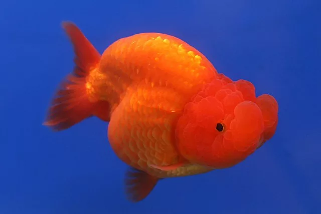 How to care for goldfish