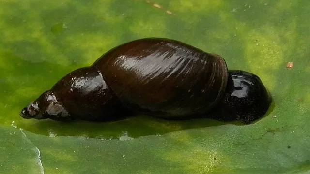 Pond Snails