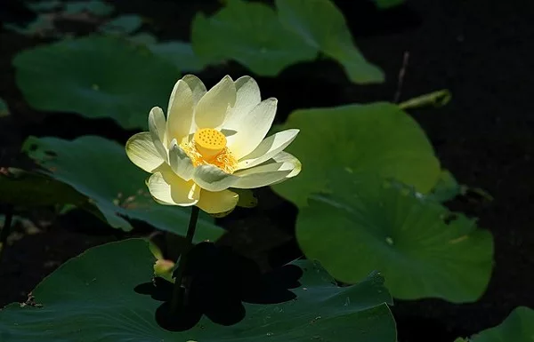 Water Lotus (Nelumbo lutea)