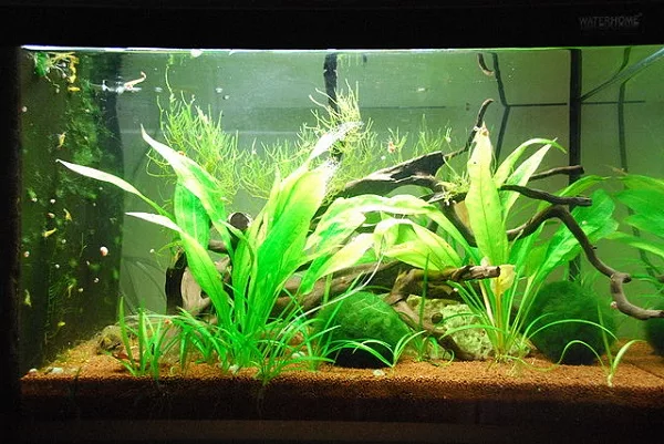 What kind of plants can I put in my goldfish tank?