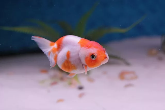 Goldfish nutrition