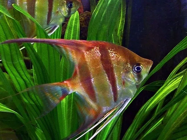 Ideal tank mates for angelfish in a community tank