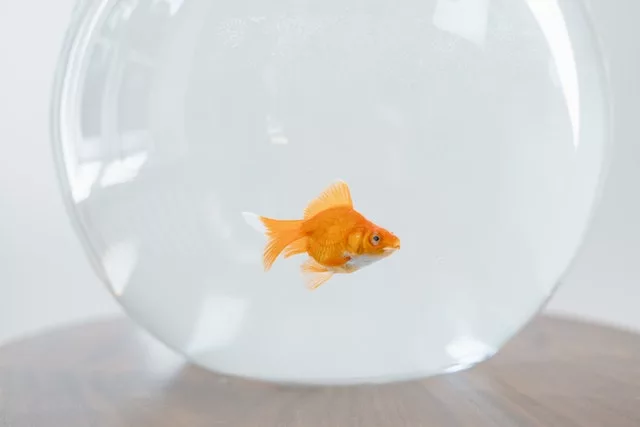 Why goldfish called goldfish
