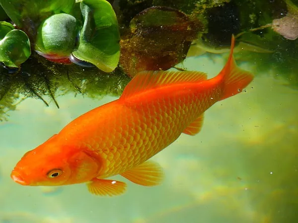 are goldfish carp wild goldfish 