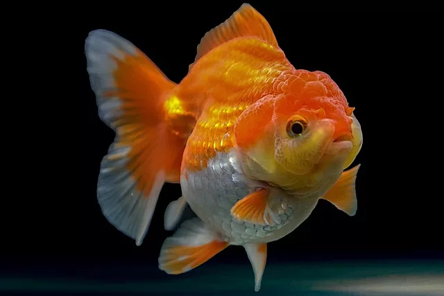 red white short bodied oranda goldfish 
