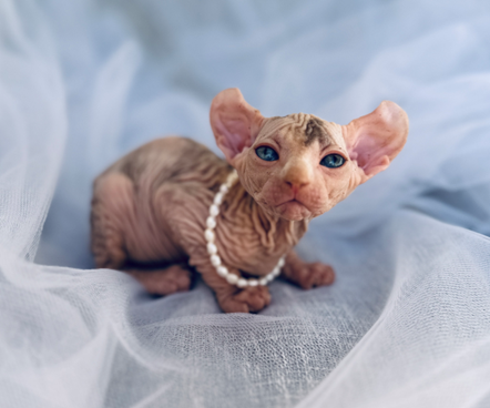 Breeder Training Techniques for Sphynx Cats