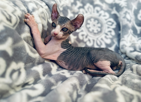 Common Sphynx Cat Adoption Challenges and Solutions