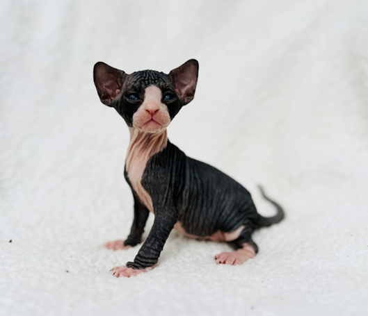 Sphynx Cat Adoption: Perfect for Pet Lovers 1