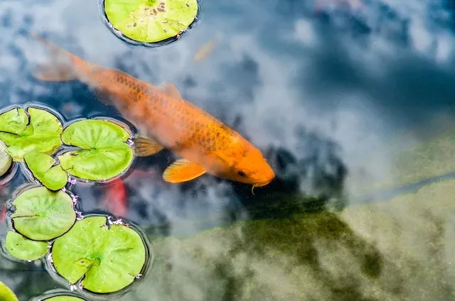 orange koi fish spiritual meaning