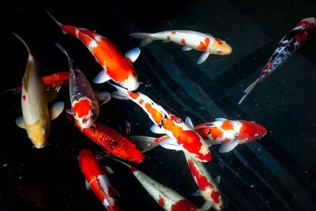 red and white koi fish meaning