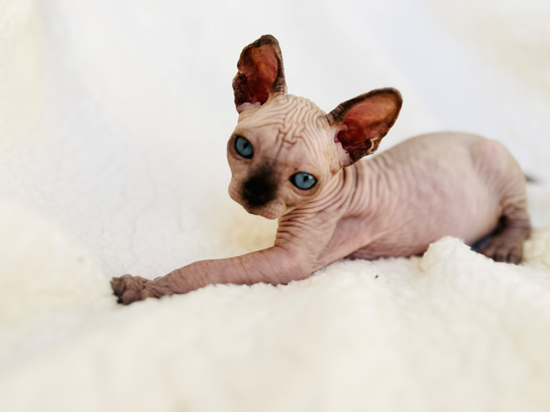 Special Grooming Needs for Sphynx Cats
