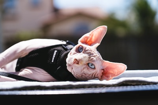 Origin and History of Sphynx Cats