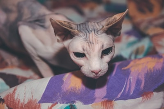 Unique Physical Features of Sphynx Cats