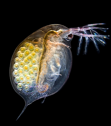 How to Harvest Daphnia Magna Eggs and Dry Them for Storage