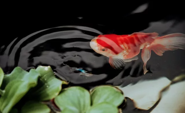 Koi Ponds: Creating a Tranquil Oasis in Your Backyard with These Majestic Fish