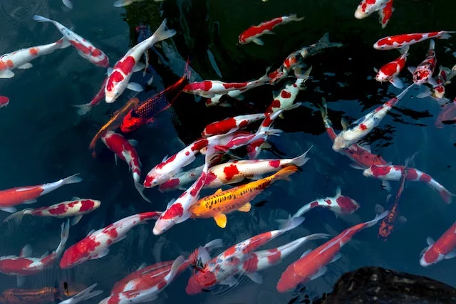 Koi Ponds: Creating a Tranquil Oasis in Your Backyard with These Majestic Fish