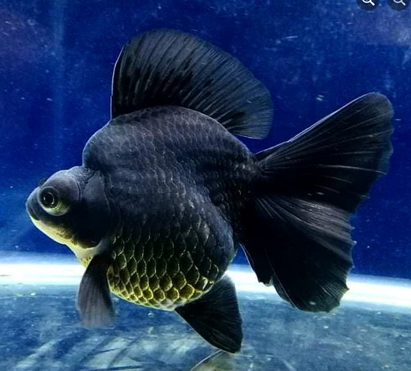 black ryukin goldfish 