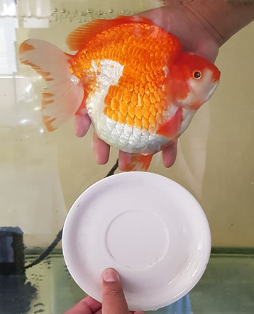 jumbo ryukin goldfish 
