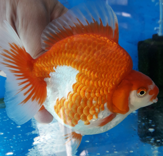 red and white ryukin goldfish 