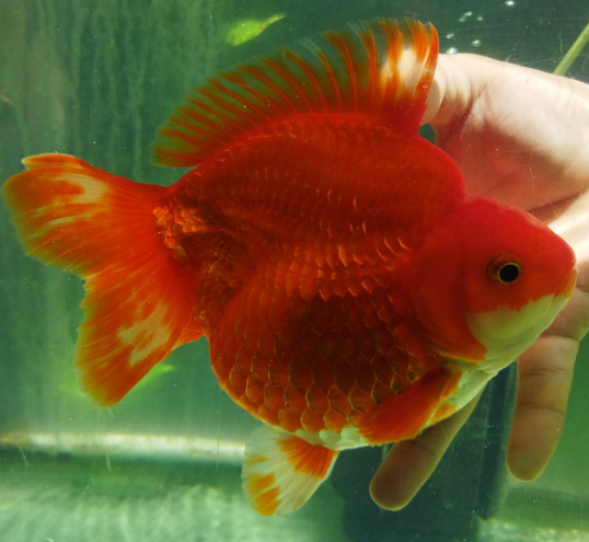 red ryukin goldfish 