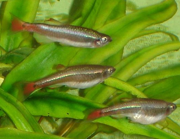 white cloud minnows fish that can live in a bowl